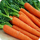 Download Carrot Cultivation For PC Windows and Mac 1.0