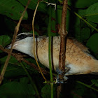 Brown Shrike