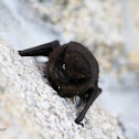 Bat