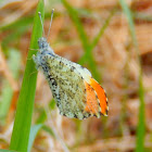 Falcate Orangetip