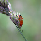 Common Red Soldier Beetle