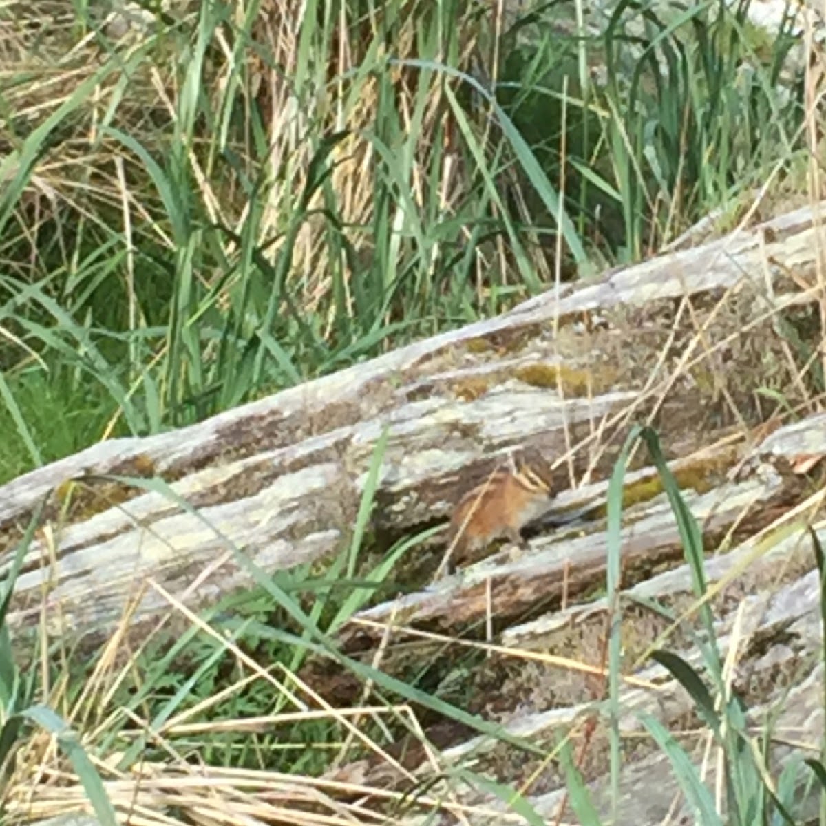 Townsend's Chipmunk