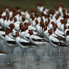 Red-necked Avocet