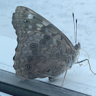 Hackberry Emperor