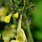 Himalayan Cloud Sage