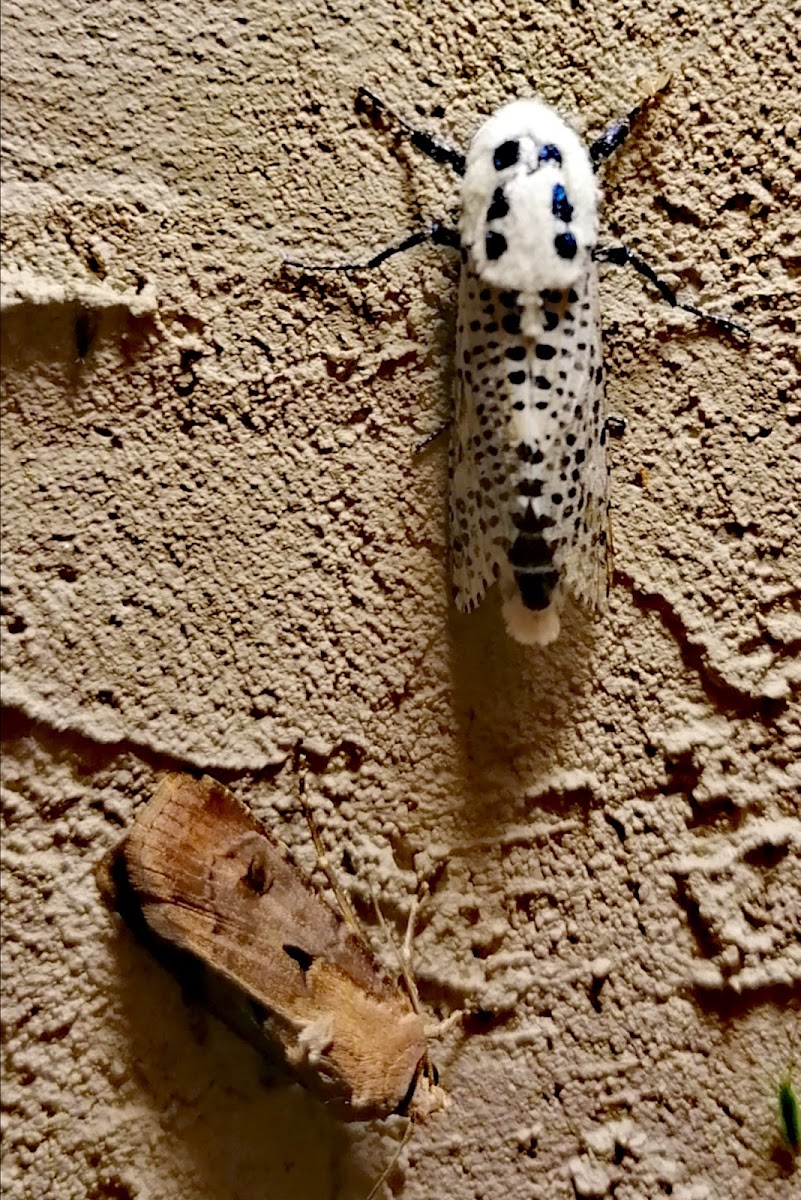 Wood leopard moth