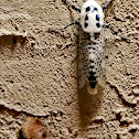 Wood leopard moth