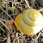 Brown-lipped snail