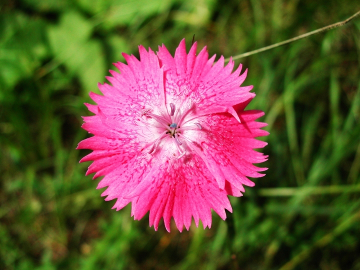 Un fiore un colore di fbweb62