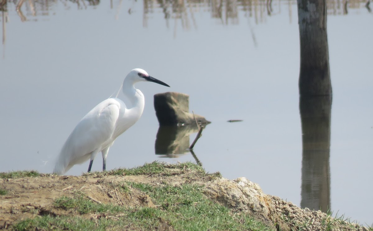 Little Egret