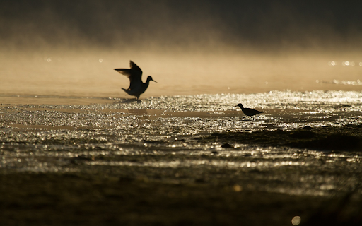 Birds look for food