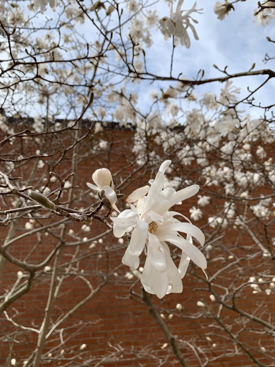 Star magnolia