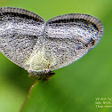 Moth-like planthopper