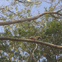 Mexican gray squirrel