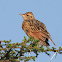 Red-winged Lark