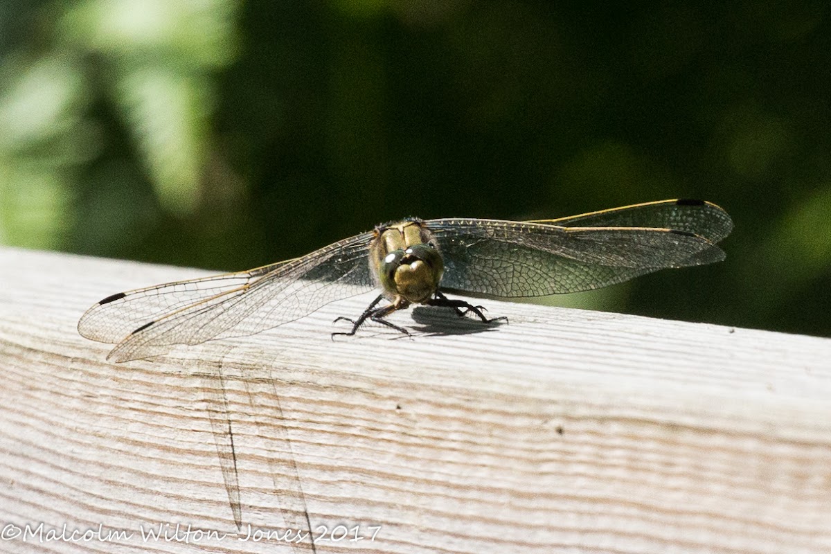 Black-tailed Skimmer