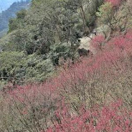 獅潭名產 仙山仙草