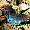 red-spotted purple [admiral]