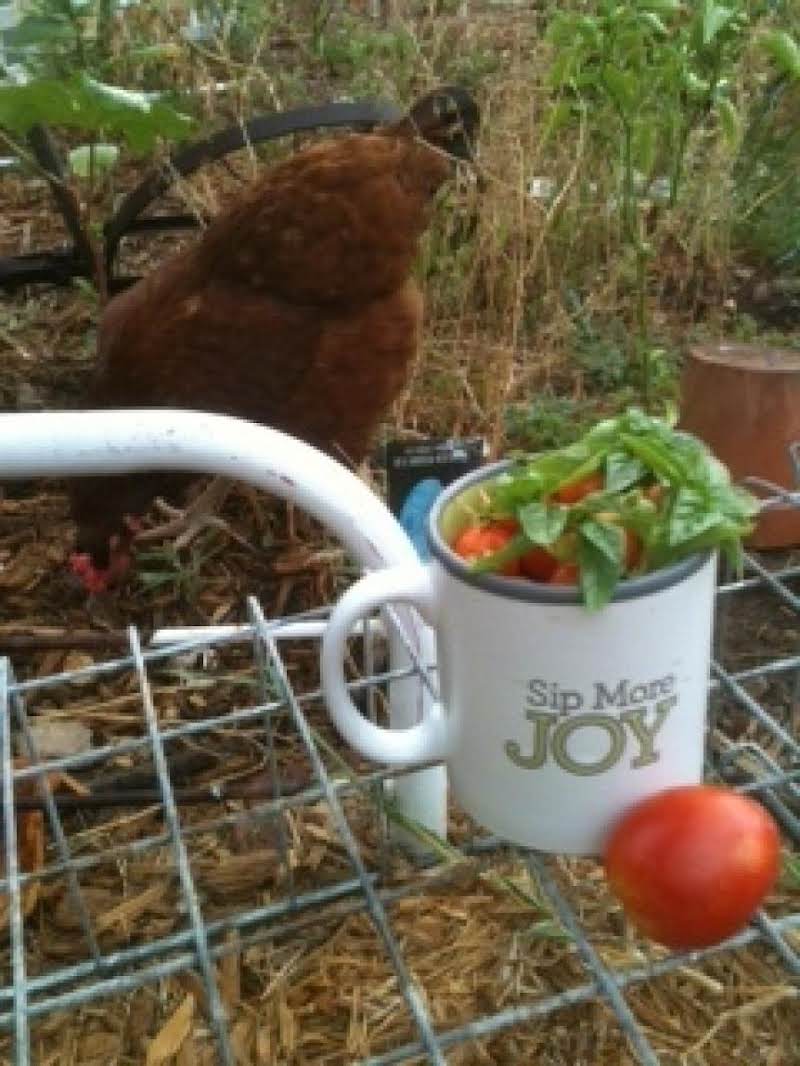 In The Morning Gather The Tomatoes And Basil In Your Empty Coffee Mug. Then You Don't Have To Go Back Out When It's Hot!