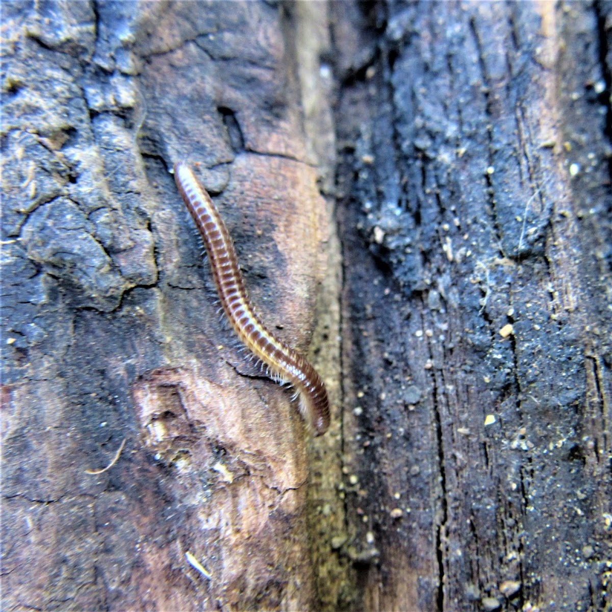 Millipede