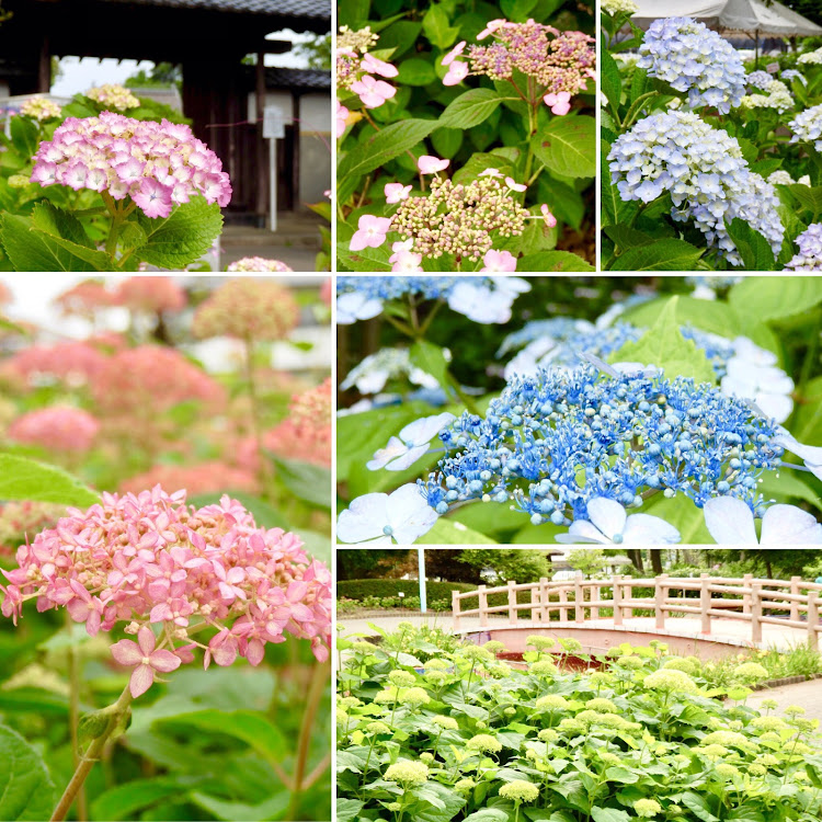 スイフトスポーツのスイスポ・zc33s・紫陽花・大塚性海寺公園・性海寺公園に関するカスタム事例の投稿画像7枚目