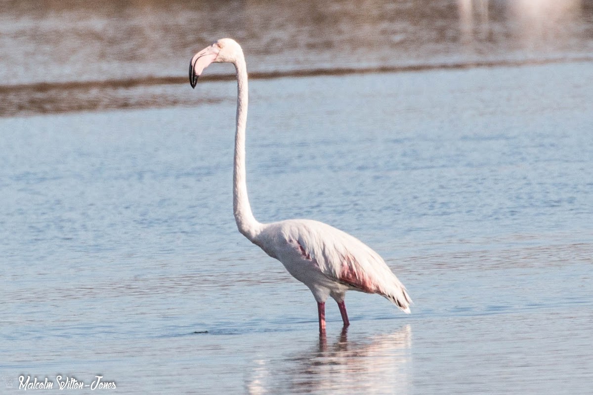 Greater Flamingo; Flamenco