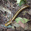 Asian Yellow-banded Millipede