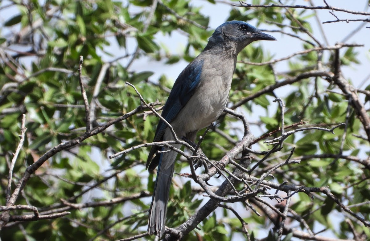 Mexican jay