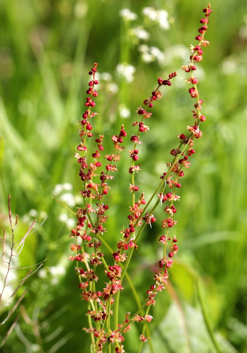 Sheep's Sorrel