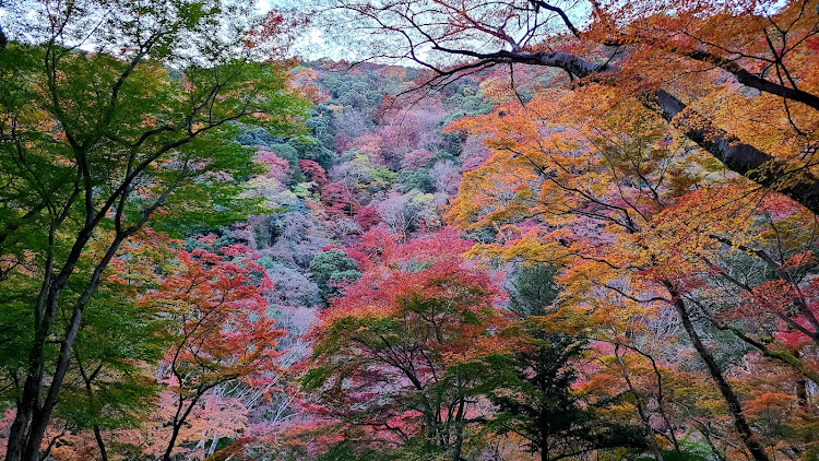 の投稿画像18枚目