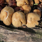 Fungus. Coprino micaceo