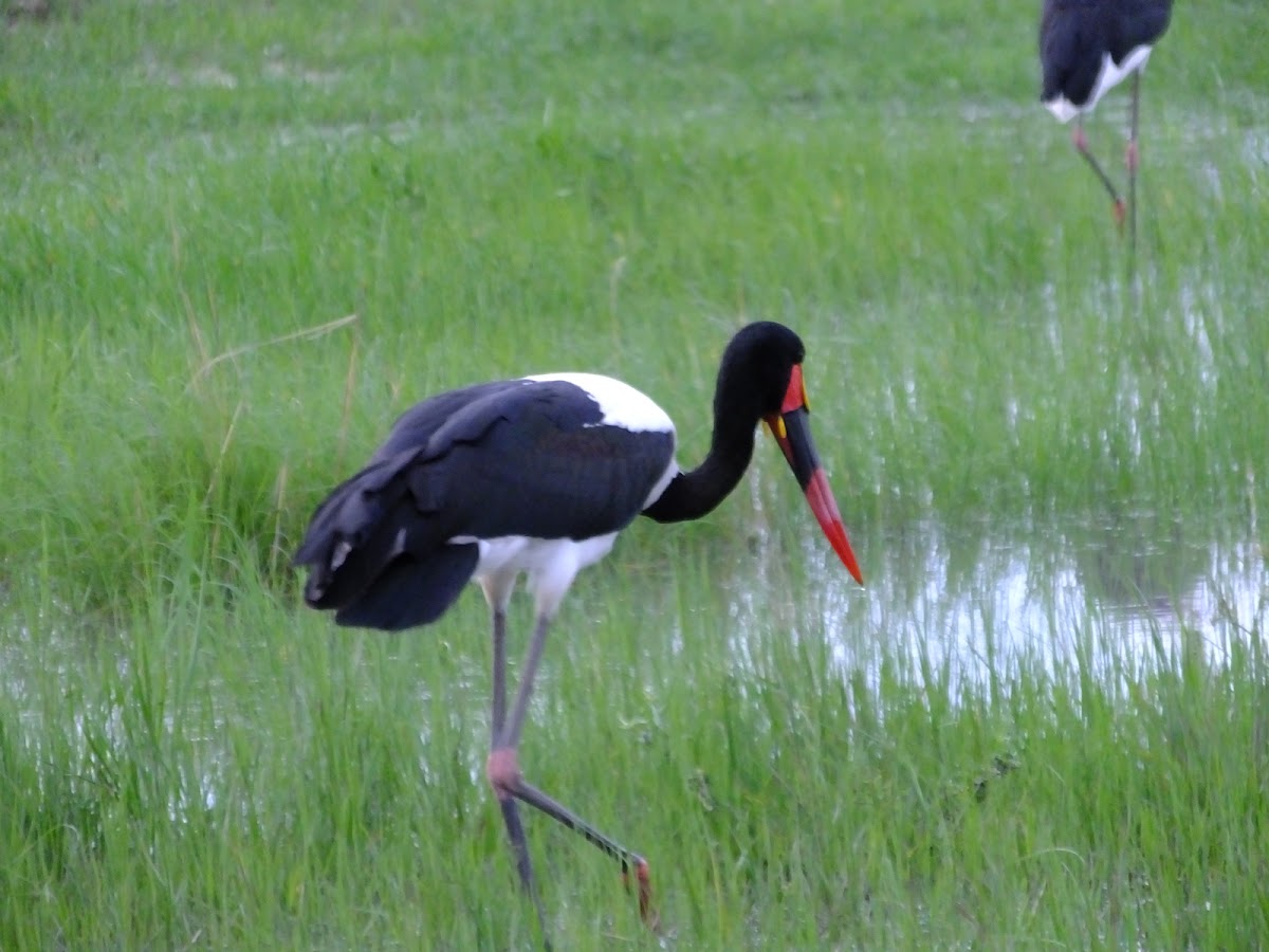 saddle-billed stork