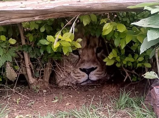 that left residents in fear thinking a it was a lion