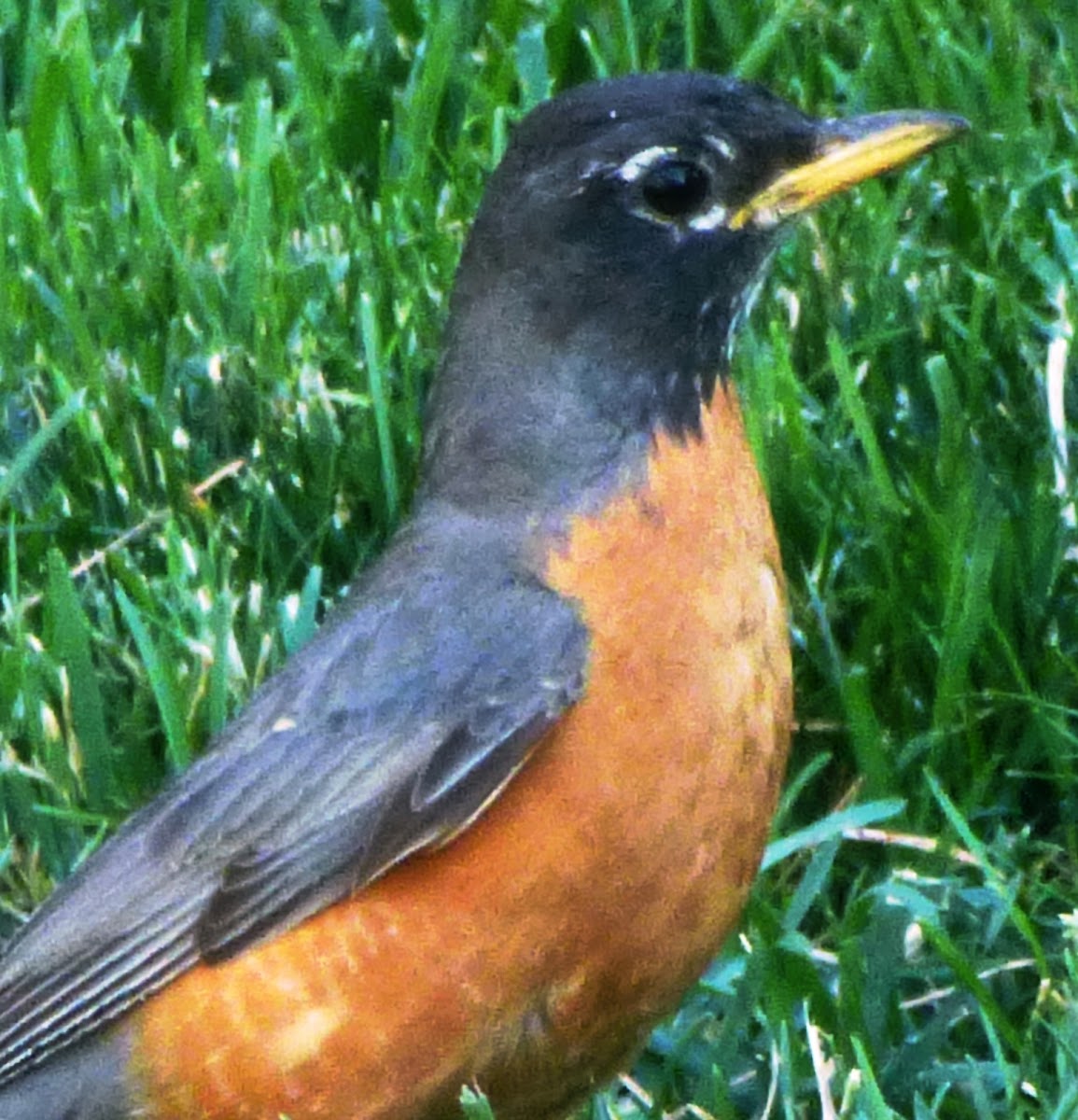 American Robin