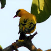 African Golden oriole