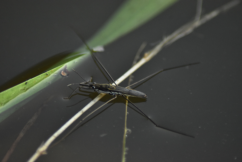 Common pond skater