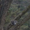 Grey Squirrel