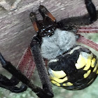 black and yellow orb weaver