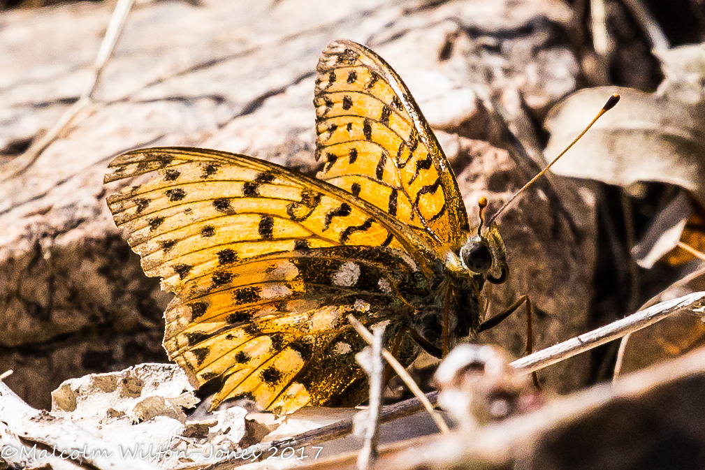 Niobe Fritillary