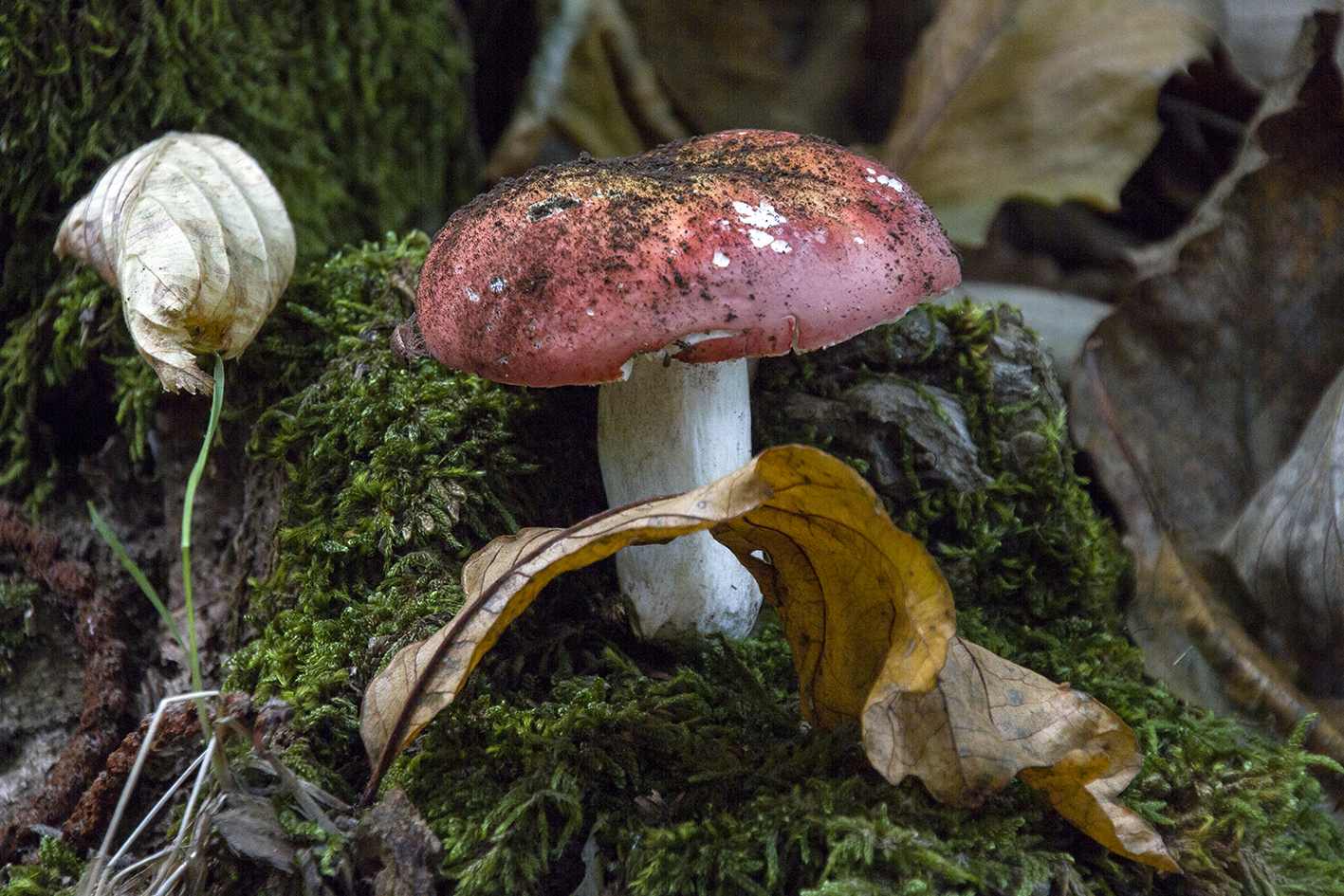 Nel bosco di paolo.proietti.334