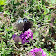 Eastern Black Swallowtail female