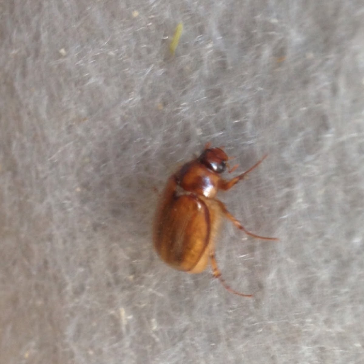 Brown Beetle