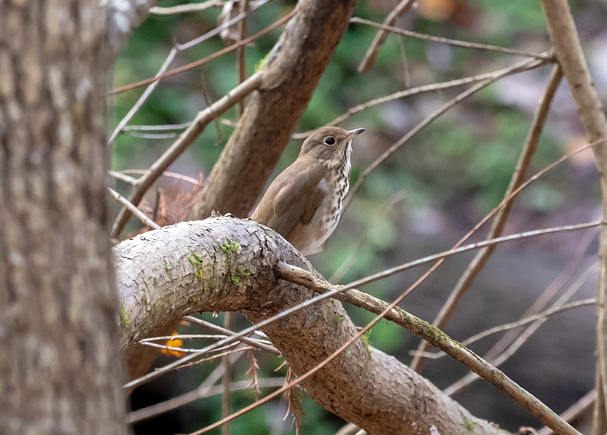 Hermit Thrush