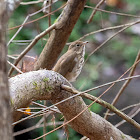 Hermit Thrush