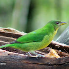 Mielero verde-Green honeycreeper ♀