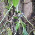 Chestnut-sided Warbler