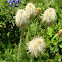 Pasqueflower