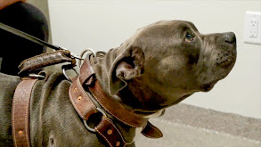 Rebel Without a Gauze thumbnail