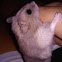 Hamster