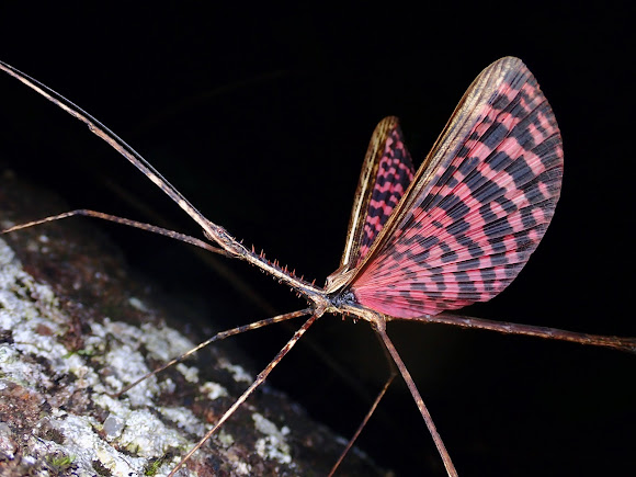 Black-and-Red Stick Insect, Phasmid